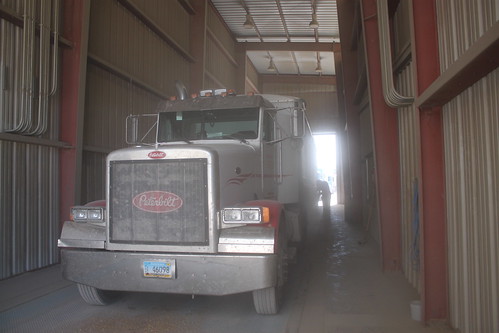 Petey, all snuggled in to pit 3.