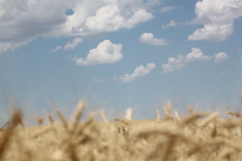Beautiful harvest sky.