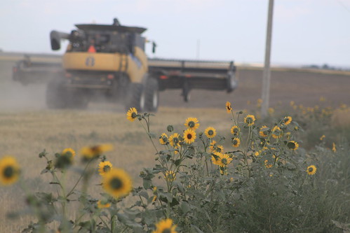 Roading to the next field.