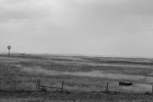 Windmill and a lone cow.