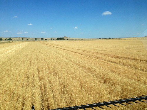 Z Crew: WHEAT!