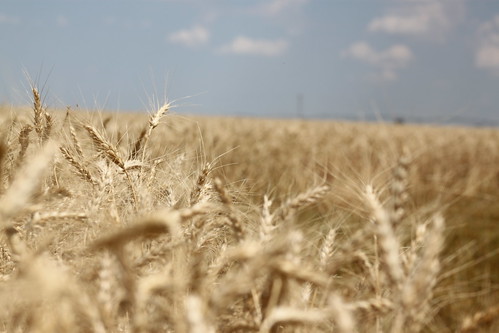 Irrigation does wonders.