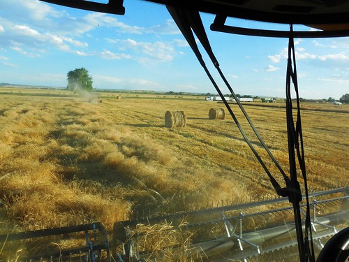 Down wheat and bales