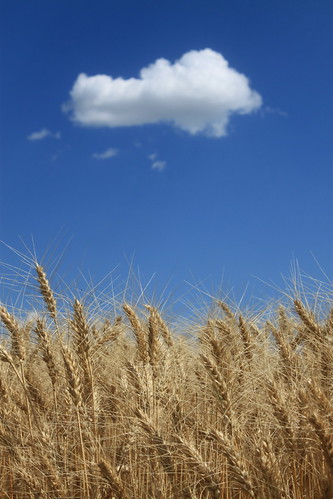 Favorite. St. Francis, Kan.