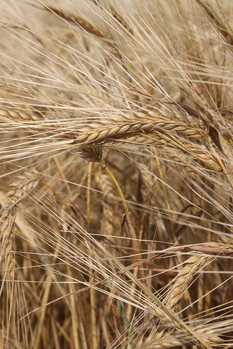 Little change of scenery from wheat.