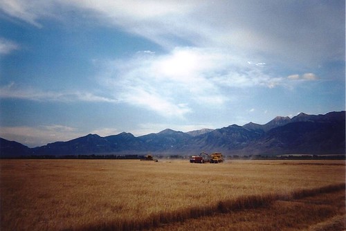 Flashback - cutting barley