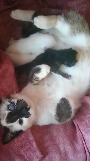 Emma: Meowing surprise