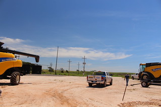 The two yellow babies.