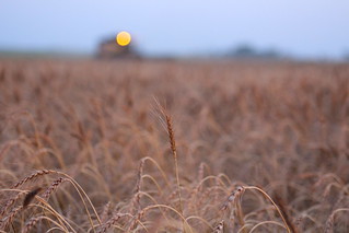 Full hopper lights in the distance.