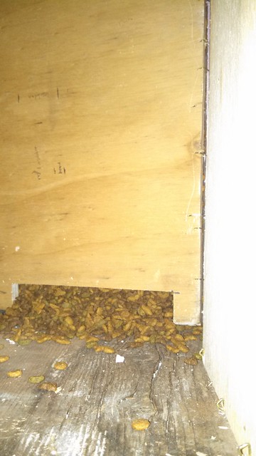 Emma: Meowing surprise