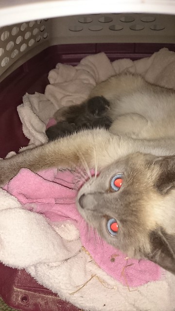 Emma: Meowing surprise