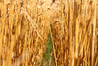 All standing, tall and proud.