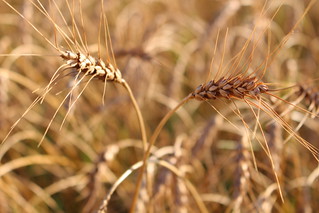 Pretty wheat.