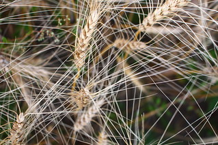 Wheat.