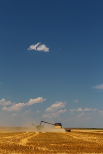 Farmer Randy drives his tractor/grain cart while we are cutting his wheat.