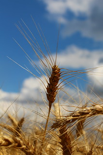 Wheat.