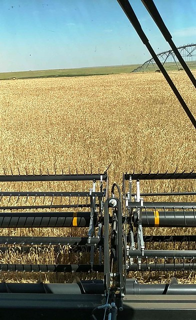 Irrigated wheat