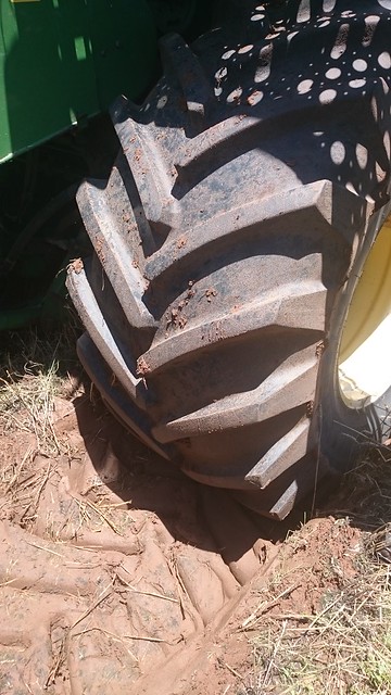 Emma: Triticale and Mud