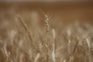 Heads aren't quite a full as some we have seen.