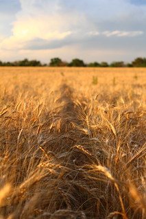 The lighting was fantastic this evening.