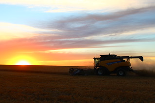 Beautiful night for harvest.