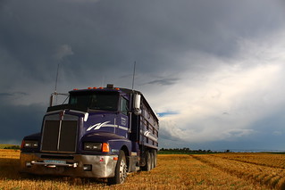 Purple, looking majestic.