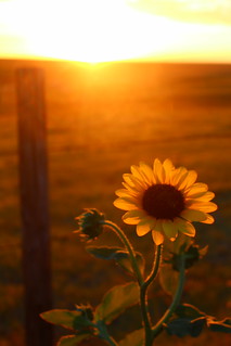 I'll miss you, Kansas.