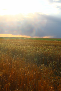 Last field of St. Francis!