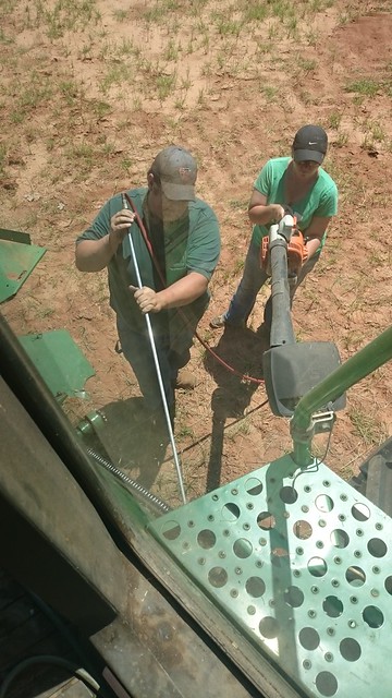 Emma: Triticale and Mud