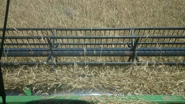 Emma: Triticale and Mud