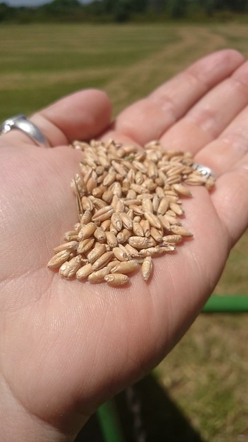 Emma: Triticale and Mud