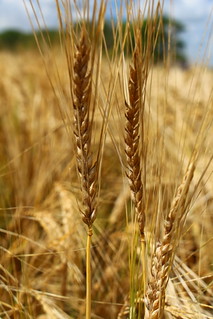 Just different enough to look neat.