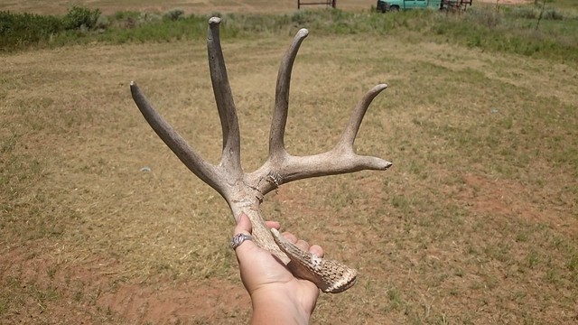 Emma: Triticale and Mud