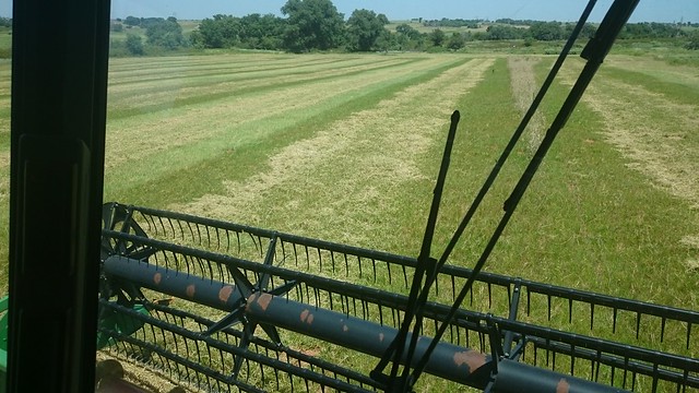 Emma: Triticale and Mud