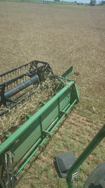 Emma: Triticale and Mud