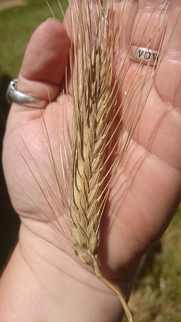 Emma: Triticale and Mud