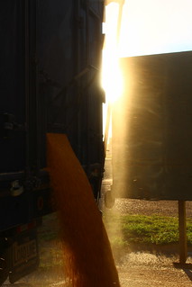 Purple at the Farmer's Co-op.