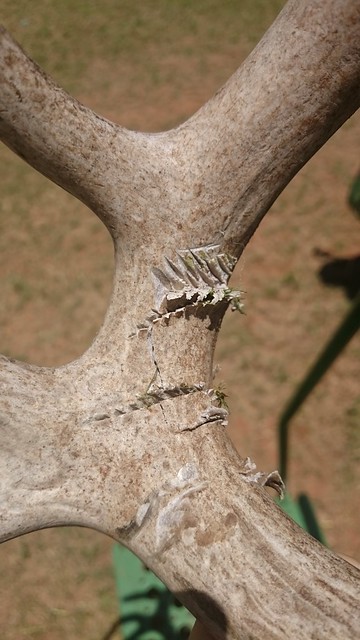 Emma: Triticale and Mud