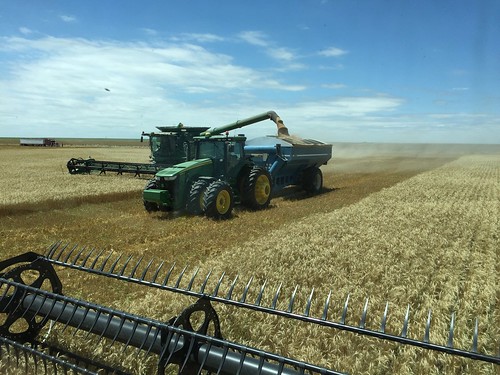 Z Crew: the greenies