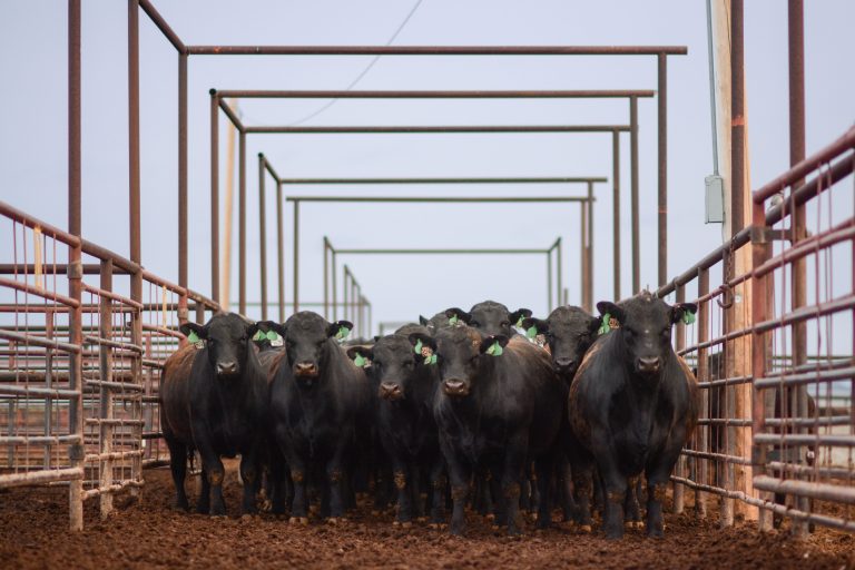 Current with today’s cattle cycle, average days-on-feed have extended, and carcass weights are reaching all-time highs—equating to increased dressing percent, but not necessarily more pounds of saleable beef. (Courtesy photo.)