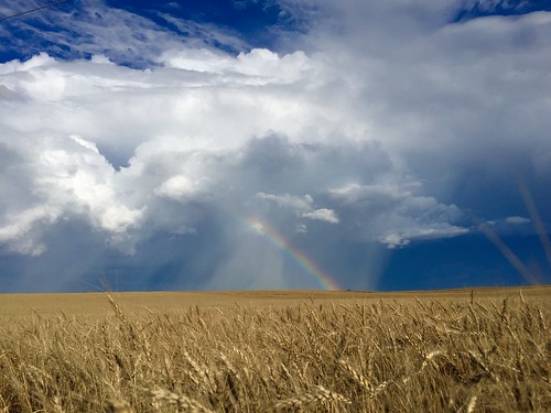 Z Crew: rainbow over wheat