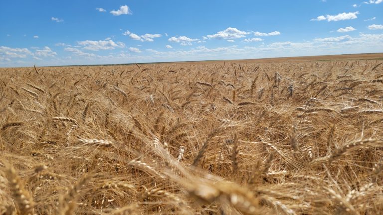 All Aboard Harvest
