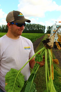 Checkin' beets.