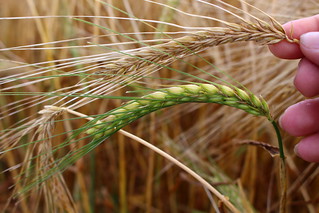 Difference in heads.