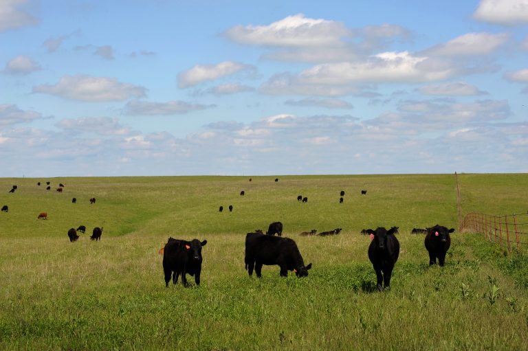 Black Angus (K-State Extension News)