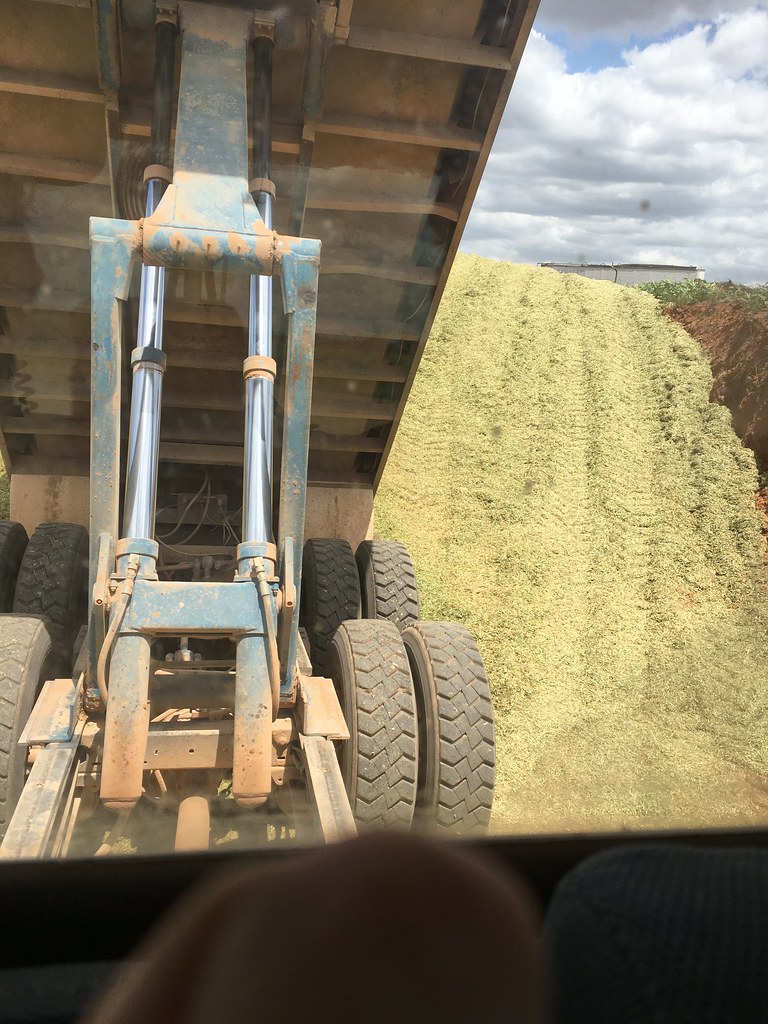 Emma: new horizons! Custom chopping