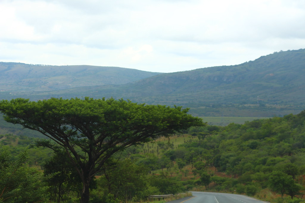 "Lion King" trees in the South African countryside.