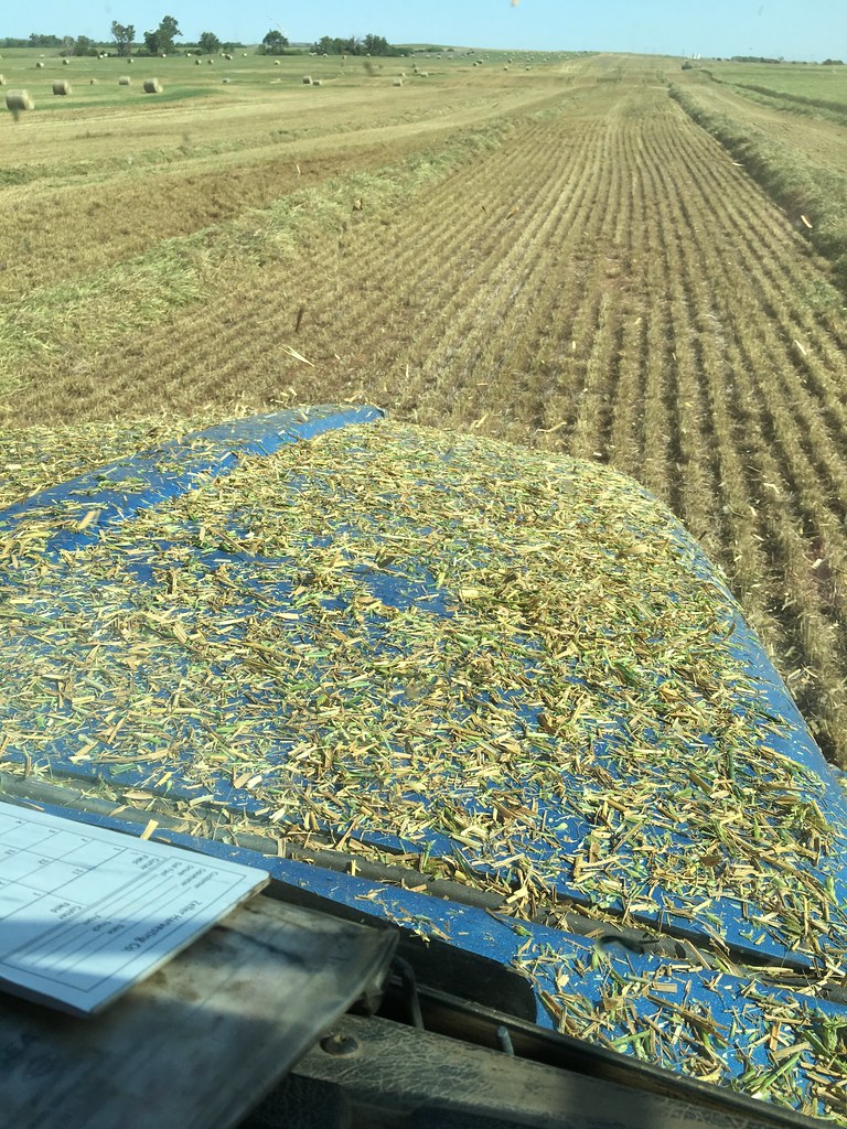 Emma: new horizons! Custom chopping