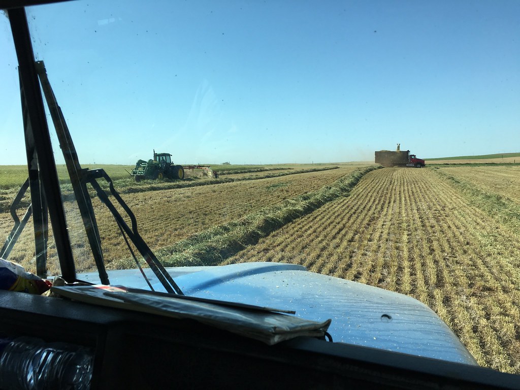 Emma: new horizons! Custom chopping