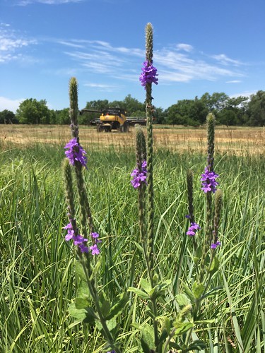 Wildflowers and combines.